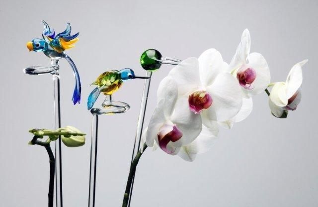 Orchideenstab Blaumeise