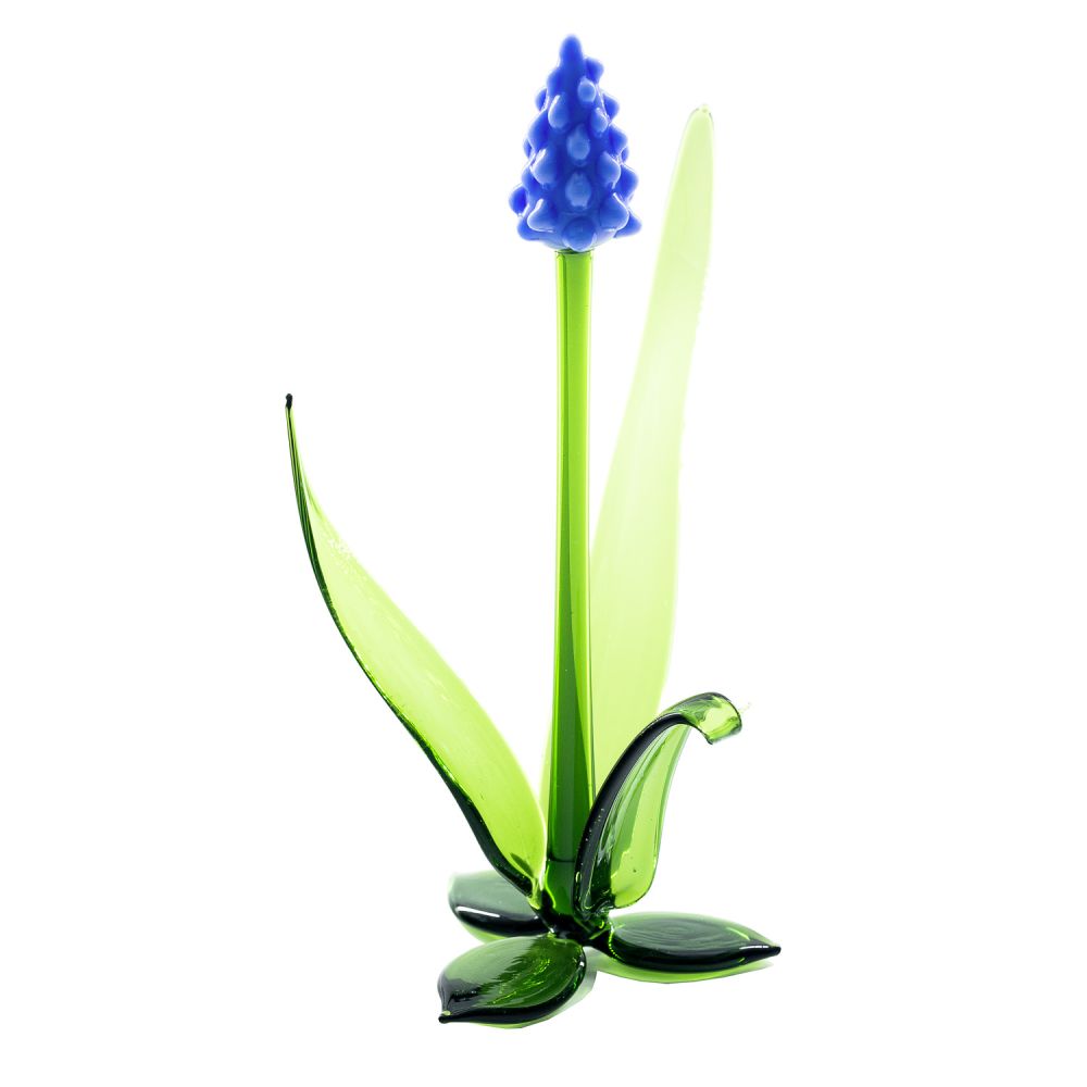 Frühblüher Traubenhyazinthe ca. 12 cm groß gläserne Blume - ein echter Evergreen Frühblüher Traubenhyazinthe ca. 12 cm groß gläserne Blume - ein echter Evergreen