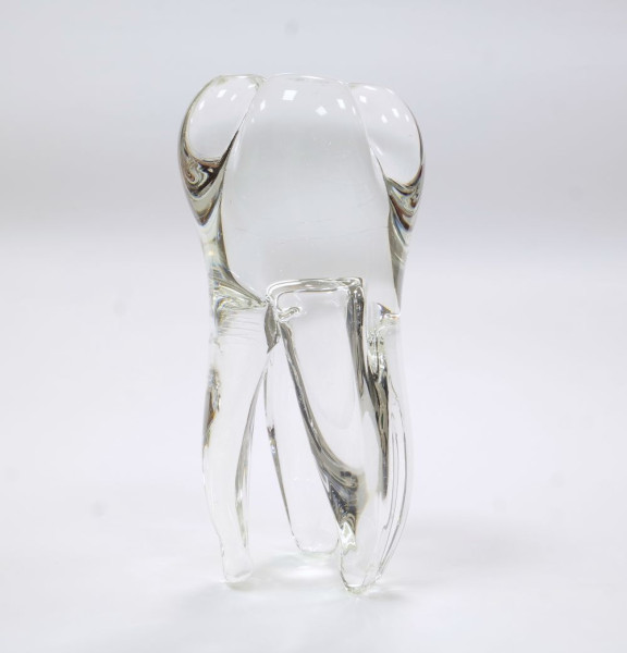 Gläserner Zahn, klein aus klarem Glas für Dentisten & Liebhaber der Anatomie