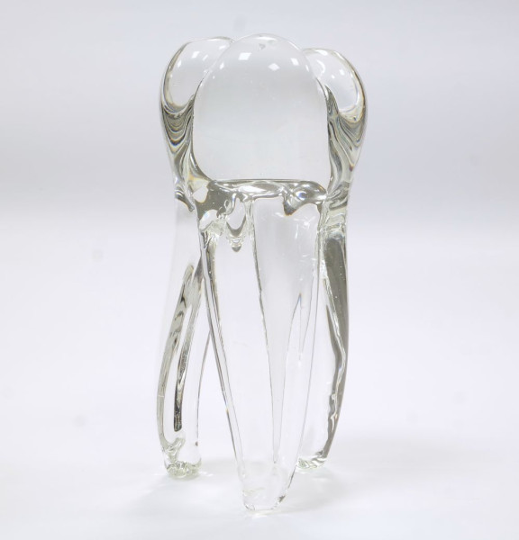 Gläserner Zahn, groß aus klarem Glas für Dentisten & Liebhaber der Anatomie