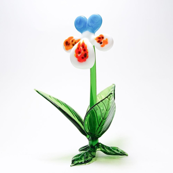 .Frühblüher Stiefmütterchen ca. 11 cm groß, blau-weiß gläserne Blume - ein echter Evergreen